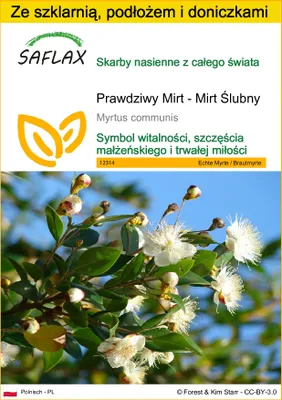 Zdjęcie produktu dla SAFLAX - Zestaw do uprawy - Prawdziwy Mirt - Mirt Ślubny - 30 Nasiona - Z mini szklarnią, podłożem uprawowym i 2 doniczkami - Myrtus communis