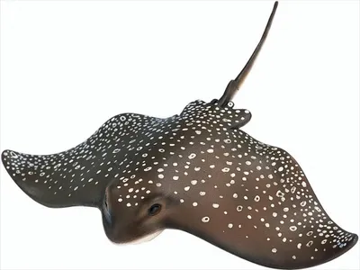 Produktbild von Schleich 14557 - Adlerrochen