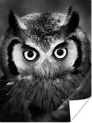 Produktbild von MuchoWow® Poster Vogel - Eule - Porträt - Schwarz - Weiß 60x80 cm - Schlafzimmer Dekoration