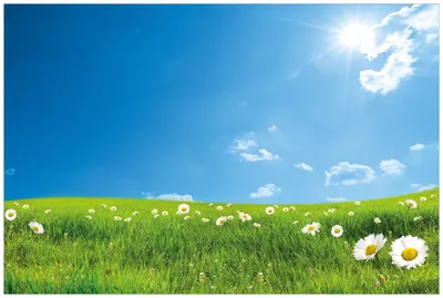 Produktbild von Wallario Wandbild aus Acryl, 90 x 60 cm, freischwebende Optik - Sommerwiese - Weiße Gänseblümchen vor blauem Himmel