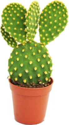 Obrázok produktu pre Opuntia microdasys - žltohnedý ušatý kaktus - v 8,5cm kvetiná?i