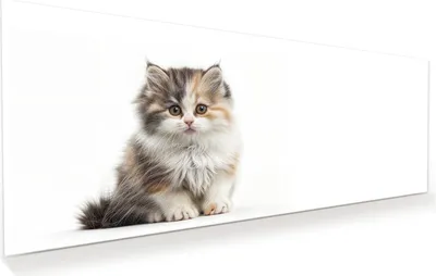 Produktbild von Glasbild 100x40cm in XXL für Wohnzimmer, Schlafzimmer Motiv Flauschige Katze