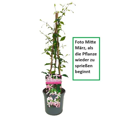 A potted climbing plant with pink and white flowers, supported by stakes, against a white background.
