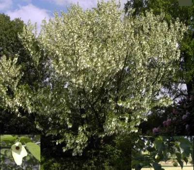 Produktbild von Davidia involucrata - Taschentuchbaum-Taubenbaum 100-125cm