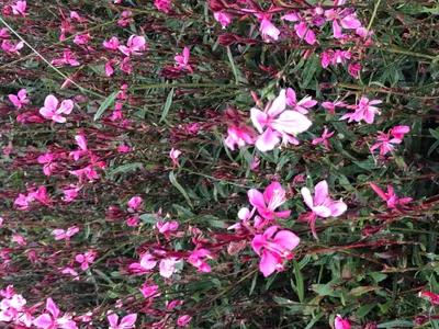 Image de 6 x Gaura lindh. 'Flamingo Pink' (= oenothera lindh.) - magnifique bougie - pot 9x9 cm