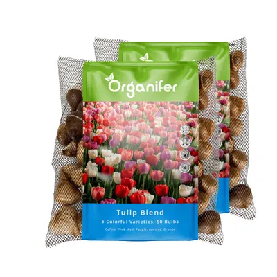 Zdjęcie produktu dla 100 Cebulek Tulipanów – 5 Kolorowych Odmian (Rozmiar Cebul XXL 12 cm/+) - Organifer