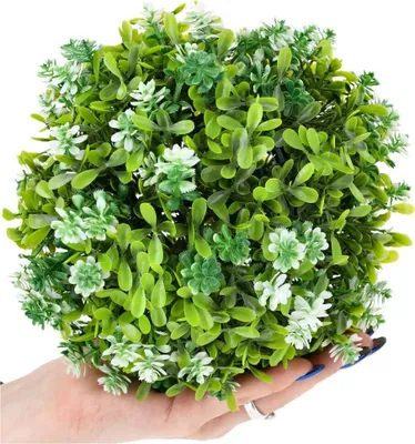 monstera weiß kaufen Monstera deliciosa Mint variegata – Rarität kaufen main image 0