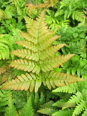 Produktbild von Rotschleierfarn Prolifica - Dryopteris erythrosora - im 3 Liter Topf