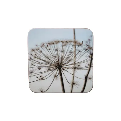 Productafbeelding van Mars & More, natuurlijke berenklauw, 10x10 cm (6 stuks)