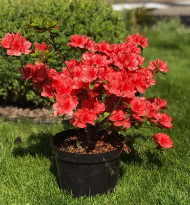 Produktbild von Japanische Azalee ´SIGNAL GLÜHEN´ 20-30 cm, Cont. 2 l