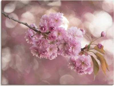 Produktbild von ARTland Leinwandbild Japanische Kirschblüte in Love III Größe: 80x60 cm