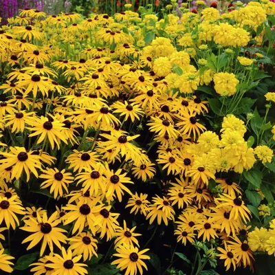 Obrázok produktu pre 6 x Trsťovec - Rudbeckia fulgida deamii | Kvetináč 9cm x 9cm