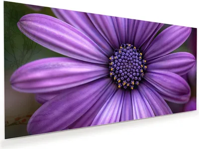 Produktbild von Glasbild 110x55cm in XXL für Wohnzimmer, Schlafzimmer Motiv Blume Nahaufnahme