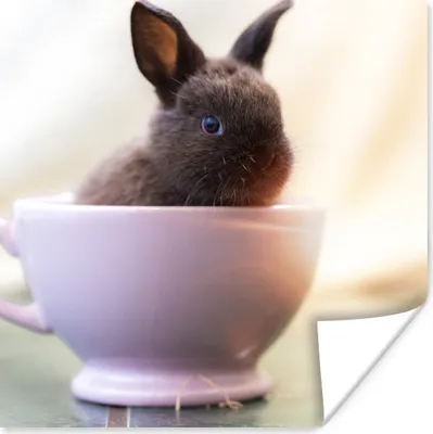 Produktbild von MuchoWow® Poster Kaninchen - Baby - Teetasse 100x100 cm - Babyzimmer