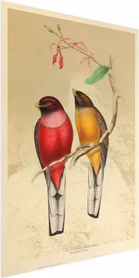 Produktbild von Posterpapier Poster - Birds on a Branch 40x60 cm Tiere g-C-0136-ao-a