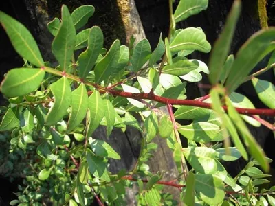 Produktbild von Pistacia lentiscus - Mastixstrauch - Wilde Pistazie - 30-40cm