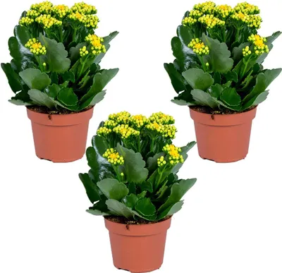 Produktbild von Kalanchoe | Gelb pro 3 Stück - Freiland- und Zimmerpflanzen im Anspiratietopf cm12 cm - -3025-30 cm