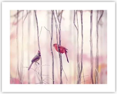Produktbild von Poster - Poster ohne Rahmen - Vögel Kardinal Scharlachrot - 50x40 cm - Wand Bild - Wanddeko - Wandbilder - Kunstposter - Wandposter - Bilder - Kunstdruck - Wanddekoration - Wandbild - P2XAA50x40-4256