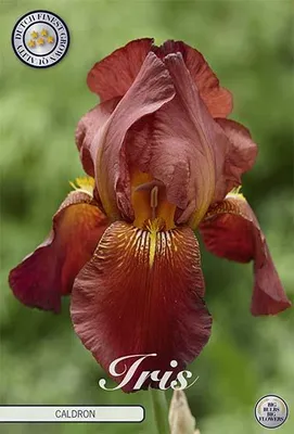 Artikelbild 2 von 'Iris Germanica Caldron (1 Stück)' aus der Kategorie Schwertlilienknollen / Iris