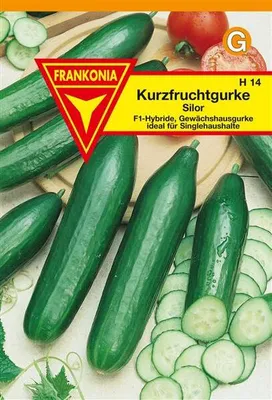 Produktbild von Kurzfruchtgurke Silor F1