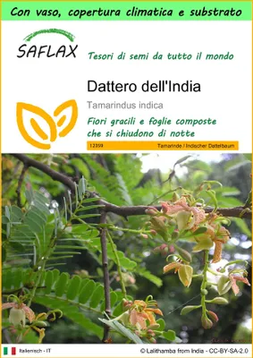Immagine prodotto di SAFLAX Garden to go - Dattero dell'India - 4 semi - Tamarindus