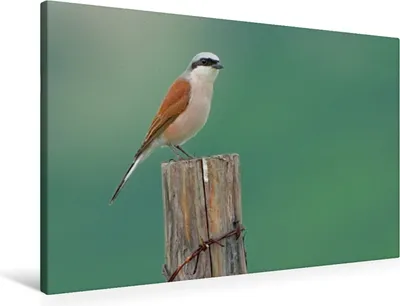 Produktbild von Calvendo  Textil-Leinwand 90 cm x 60 cm quer Neuntöter, Wolf Gerald; 7376091