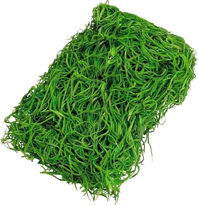 Produktbild von KNORR PRANDELL 216692478 Dschungelgras moosgrün