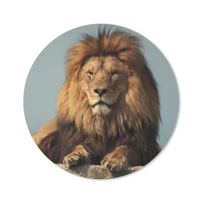 Produktbild von MuchoWow® Mauspad Mousepad Löwe - Felsen - Porträt 50x50 cm - Mousepads - Maus Mat - Pad - Mausunterlage - Vinyl