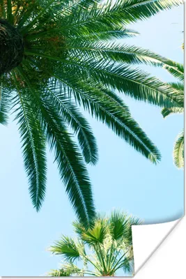 Produktbild von MuchoWow® Poster Palmwedel - Himmel - Sommer - Tropisch 40x60 cm - Plakate für die Wand - Poster Babyzimmer