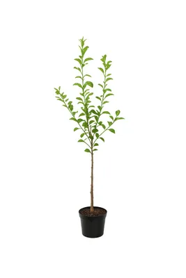 Produktbild von Apfelbaum Benoni 100–120 cm – frühe Sommeräpfel, aromatisch & saftig, Malus domestica für Garten, Balkon & Kübel