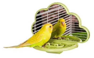 Produktbild von Vogelspiegel mit Sitzstange und Futterbox Grün