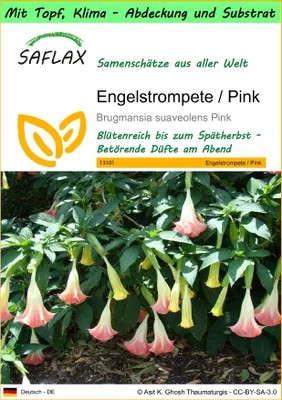 Produktbild von SAFLAX Garden to go - Engelstrompete / Pink - Brugmansia suaveolens Pink - 10 Samen - Mit Topf, Klima - Deckel und Anzuchtsubstrat