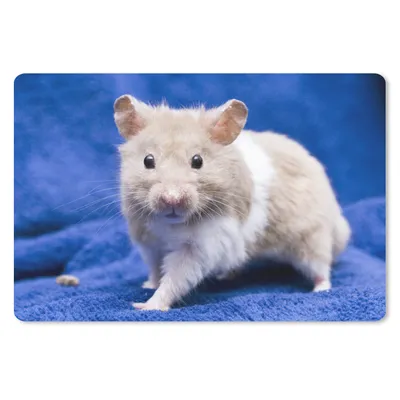 Produktbild von MuchoWow® Mauspad Mousepad Syrischer Hamster 27x18 cm - Mousepads - Maus Mat - Pad - Mausunterlage - Büroartikel - Desk Matten