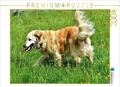 Produktbild von CALVENDO Puzzle Glückliches Hundeleben 2000 Teile Puzzle quer | 2000 Teile Lege-Größe 90x67cm Foto-Puzzle für glückliche Stunden