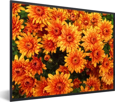 Produktbild von MuchoWow® MuchoWow® Gerahmtes Poster Blumen - Orange - Chrysantheme 80x60 cm - Poster mit zchwarzem Bilderrahmen - Schwarzem - Mit Gestell