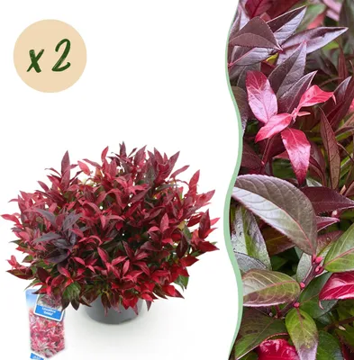 Image de Leucothoe Zeblid - Rouge - 2 Plantes - Feuilles persistantes - Peu d'entretien - 35-45cm - Ø17cm - Plante de jardin