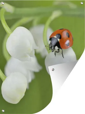 Produktbild von MuchoWow®