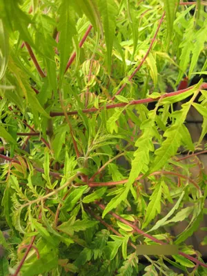 Produktbild von Rhus typhina Tiger Eyes ® - Gelbgrüner Essigbaum - Hirschkolbensumach - 60-100