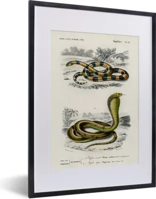 Produktbild von MuchoWow® Gerahmtes Poster Schlange - Jahrgang - Reptilien 30x40 cm - Poster mit Schwarzem Bilderrahmen Wandposter Rahmen Foto Bilder - Wandposter Schlafzimmer