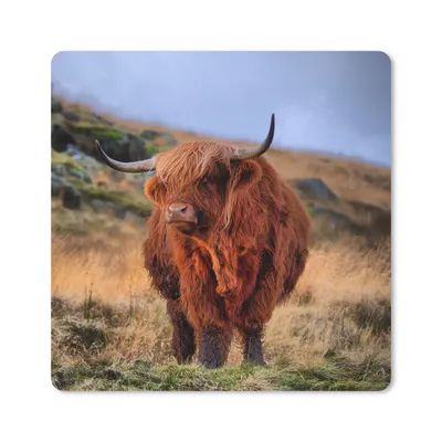 Produktbild von MuchoWow® Mauspad Mousepad Schottische Highlander - Gras - Steine 20x20 cm - Mousepads - Maus Mat - Pad - Mausunterlage - Desk Mat - Bureauartikeln
