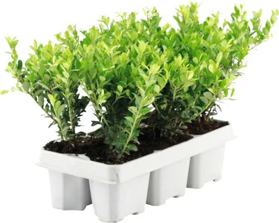 Obrázek produktu pro Cesmína vroubkovaná FloraSelf Ilex crenata 'Jenny' samičí odrůda balení 6 ks