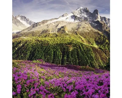 Produktbild von Glasbild Alpenrosen I 50x50 cm