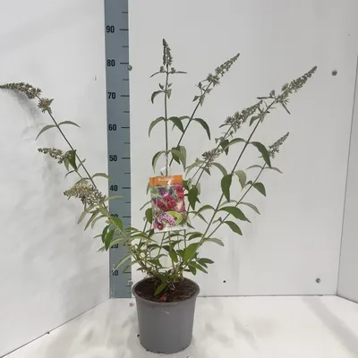 Obrázek produktu pro Buddleja wey. 'Flower Power'© – budleja | 70–80 cm v květináči