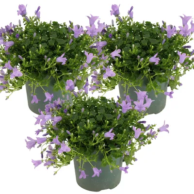 Produktbild von 3er-Set - Campanula Ambella Lavender - Glockenblume - Bodendecker - Gartenpflanzen - Winterhart - Tierfreundlich - 10-20 cm Hoch - Topf 10,5 cm