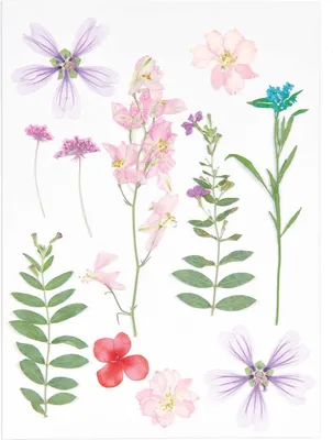 Produktbild von Rico Design Mix Set gepresste Blüten "Rosa Violett"