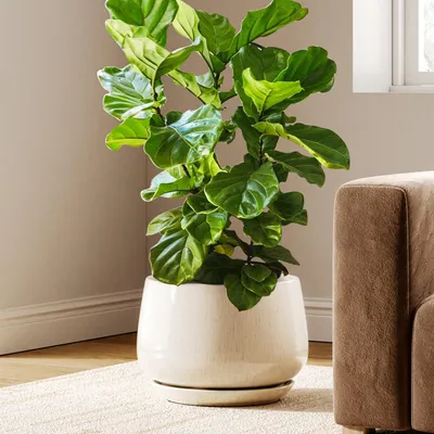 Produktbild von Blumentopf Keramik 30 cm Beige mit Untersetzer und Drainageloch