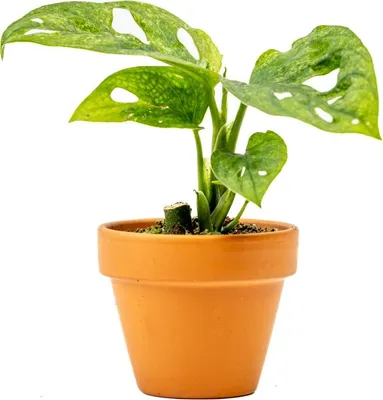 Obrázek produktu pro Gardners Monstera adansonii Mint, průměr 6 cm