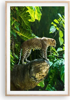 Produktbild von Gerahmtes Poster - Rahmen in heller Eiche - Dschungel Leopard Panther - 61x91,5 cm - Wand Bild - Wanddeko - Wandbilder - Kunstposter - Wandposter - Bilderrahmen - Bilder - Kunstdruck - P2NPA61x91-4502