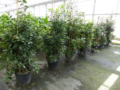 Produktbild von Erdbeerbaum | 170 - 190 cm | Arbutus unedo | veredelt | | winterhart | fruchtreif