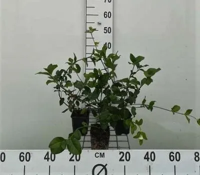 Obrázek produktu pro 12 x Euonymus fort. 'Dart's Blanket' - Plazivý vřetenový keř 'Dart'S Blanket' - květináč 9 cm x 9 cm